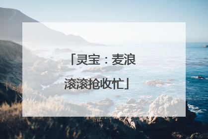 灵宝：麦浪滚滚抢收忙