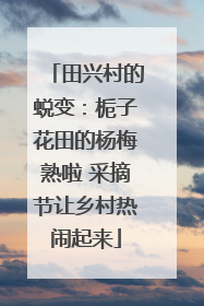 田兴村的蜕变：栀子花田的杨梅熟啦 采摘节让乡村热闹起来
