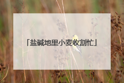 盐碱地里小麦收割忙