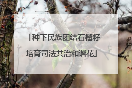 种下民族团结石榴籽 培育司法共治和谐花