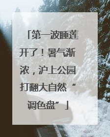 第一波睡莲开了！暑气渐浓，沪上公园打翻大自然“调色盘”