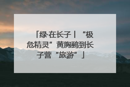 绿·在长子丨“极危精灵”黄胸鹀到长子营“旅游”