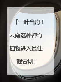一叶当舟！云南这种神奇植物进入最佳观赏期