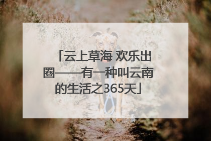 云上草海 欢乐出圈——有一种叫云南的生活之365天