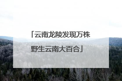 云南龙陵发现万株野生云南大百合