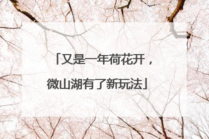 又是一年荷花开，微山湖有了新玩法