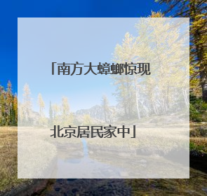 南方大蟑螂惊现北京居民家中