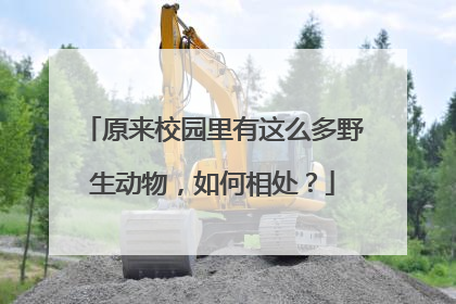 原来校园里有这么多野生动物，如何相处？