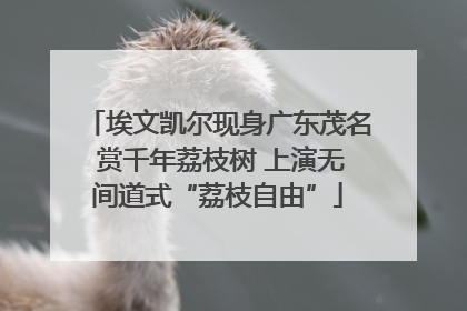 埃文凯尔现身广东茂名 赏千年荔枝树 上演无间道式“荔枝自由”