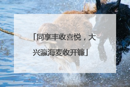 同享丰收喜悦，大兴瀛海麦收开镰