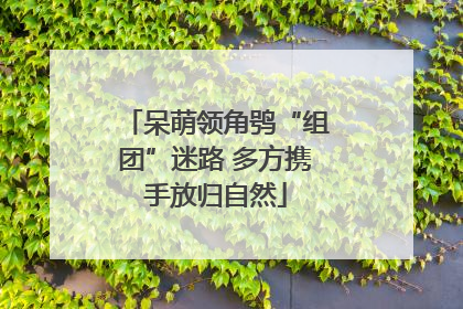 呆萌领角鸮“组团”迷路 多方携手放归自然