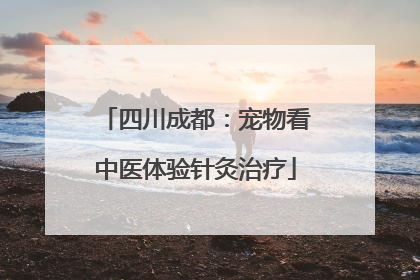 四川成都：宠物看中医体验针灸治疗