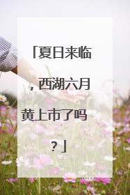 夏日来临，西湖六月黄上市了吗？