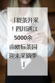 夏茶开采！四川通江5000余亩欧标茶园迎来采摘季