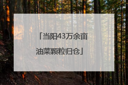 当阳43万余亩油菜颗粒归仓