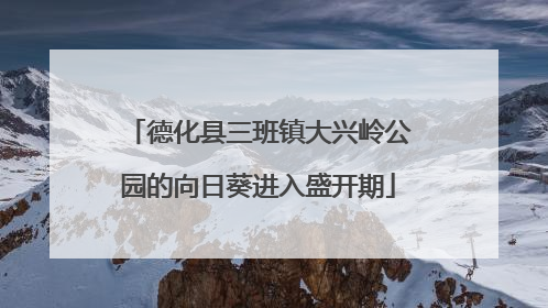 德化县三班镇大兴岭公园的向日葵进入盛开期
