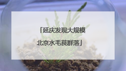 延庆发现大规模北京水毛茛群落