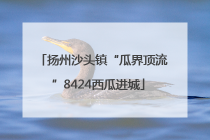 扬州沙头镇“瓜界顶流”8424西瓜进城