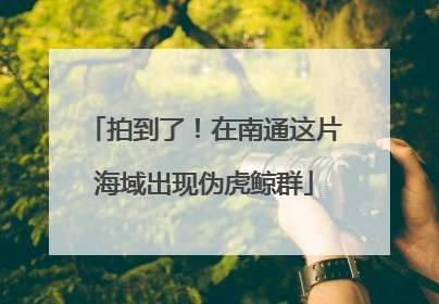 拍到了！在南通这片海域出现伪虎鲸群