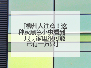 柳州人注意！这种灰黑色小虫看到一只，家里很可能已有一万只