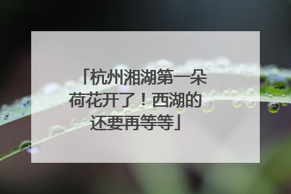 杭州湘湖第一朵荷花开了！西湖的还要再等等