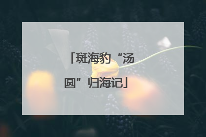 斑海豹“汤圆”归海记