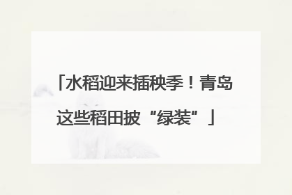 水稻迎来插秧季！青岛这些稻田披“绿装”
