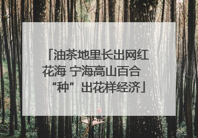 油茶地里长出网红花海 宁海高山百合“种”出花样经济