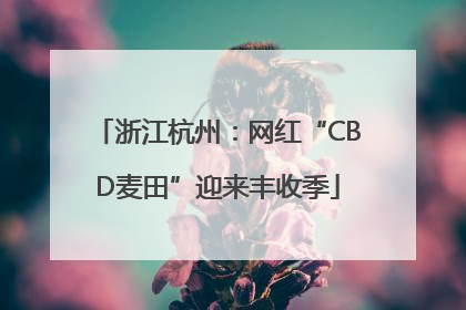 浙江杭州：网红“CBD麦田”迎来丰收季
