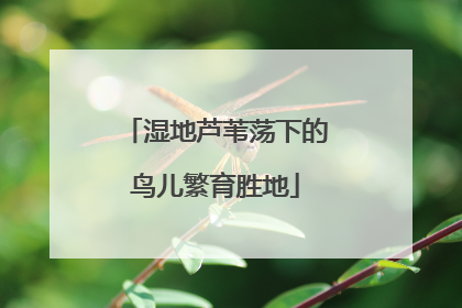 湿地芦苇荡下的鸟儿繁育胜地