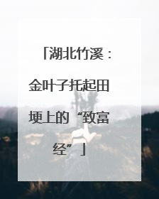 湖北竹溪：金叶子托起田埂上的“致富经”