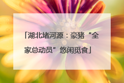 湖北堵河源：豪猪“全家总动员”悠闲觅食