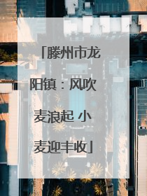 滕州市龙阳镇：风吹麦浪起 小麦迎丰收