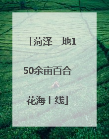 菏泽一地150余亩百合花海上线