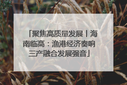 聚焦高质量发展丨海南临高：渔港经济奏响三产融合发展强音