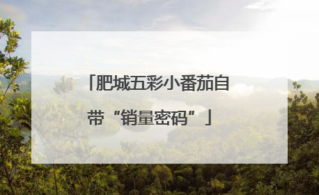 肥城五彩小番茄自带“销量密码”