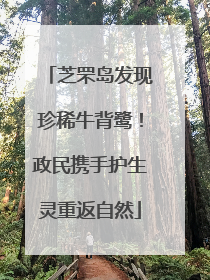 芝罘岛发现珍稀牛背鹭！政民携手护生灵重返自然