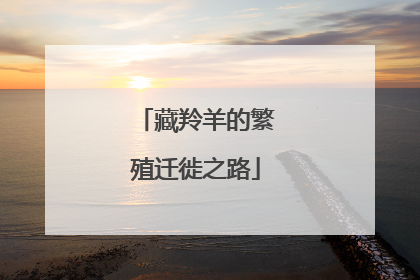 藏羚羊的繁殖迁徙之路
