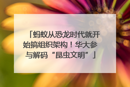 蚂蚁从恐龙时代就开始搞组织架构！华大参与解码“昆虫文明”