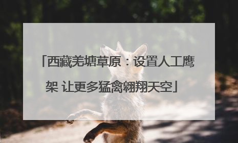 西藏羌塘草原：设置人工鹰架 让更多猛禽翱翔天空