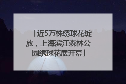 近5万株绣球花绽放，上海滨江森林公园绣球花展开幕