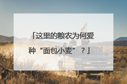 这里的粮农为何爱种“面包小麦”？