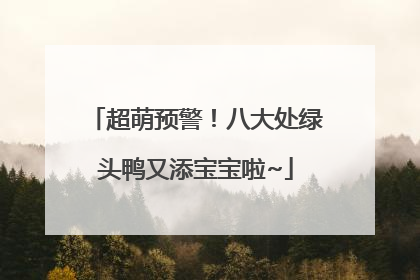 超萌预警！八大处绿头鸭又添宝宝啦~
