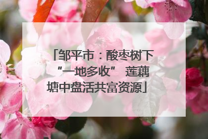 邹平市：酸枣树下“一地多收” 莲藕塘中盘活共富资源