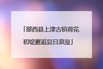 郧西县上津古镇荷花初绽邂逅夏日浪漫