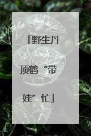野生丹顶鹤“带娃”忙