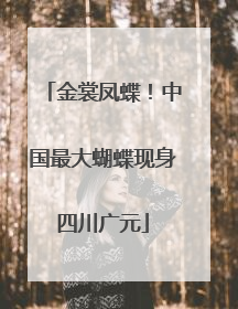 金裳凤蝶！中国最大蝴蝶现身四川广元