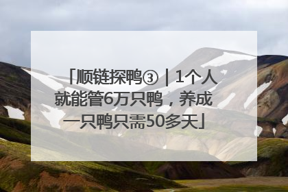 顺链探鸭③｜1个人就能管6万只鸭，养成一只鸭只需50多天