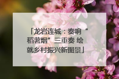 龙岩连城：奏响“稻薯烟”三重奏 绘就乡村振兴新图景