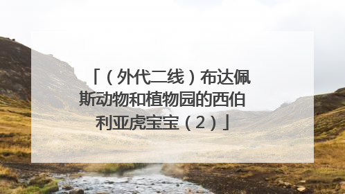 （外代二线）布达佩斯动物和植物园的西伯利亚虎宝宝（2）
